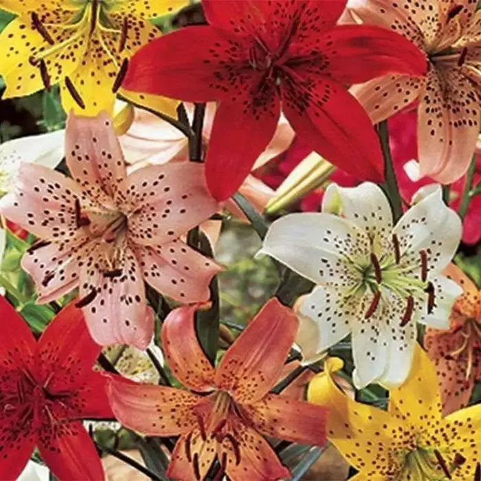 Tiger Lily mix,  Bulb, Gorgeous flowers with captivating fragrance,Perennial, - Caribbean garden seed