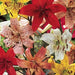 Tiger Lily mix,  Bulb, Gorgeous flowers with captivating fragrance,Perennial, - Caribbean garden seed
