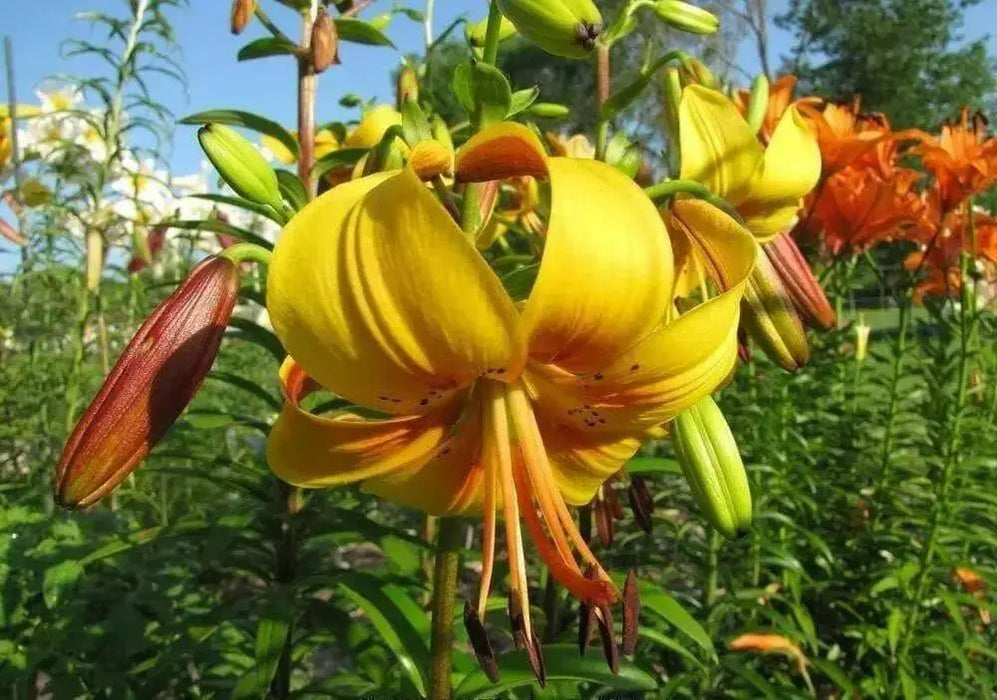 Tiger Lily mix,  Bulb, Gorgeous flowers with captivating fragrance,Perennial, - Caribbean garden seed
