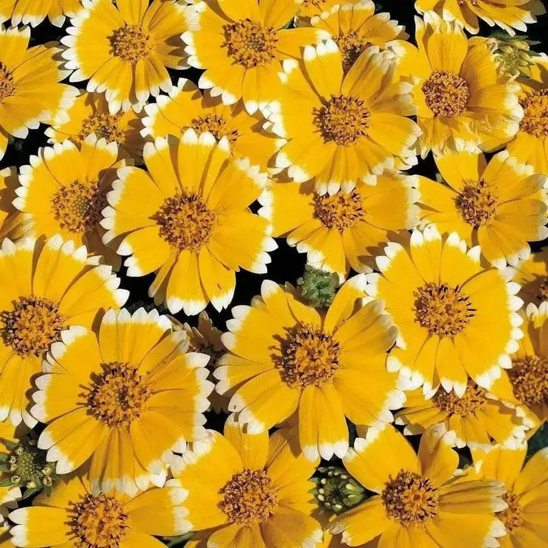Tidy Tips (Layia Platyglossa)  Seeds Great for butterfly and hummingbird gardens! - Caribbean garden seed