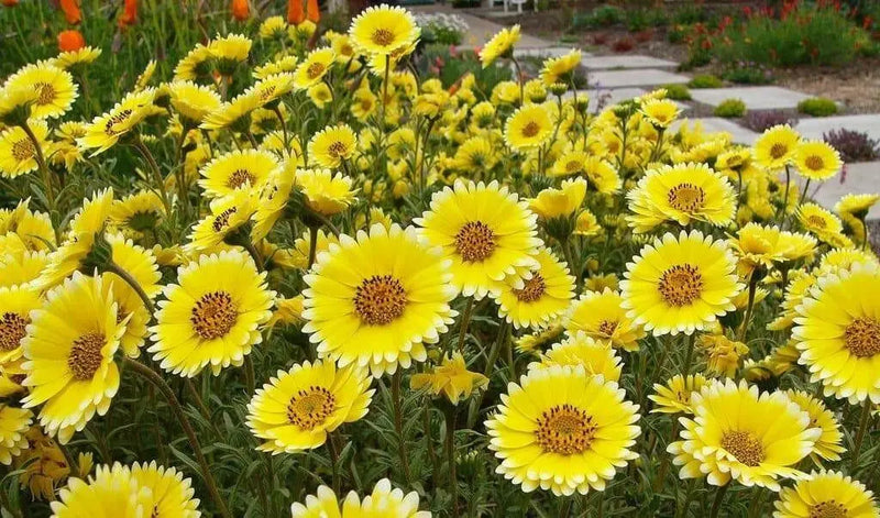 Tidy Tips (Layia Platyglossa)  Seeds Great for butterfly and hummingbird gardens! - Caribbean garden seed
