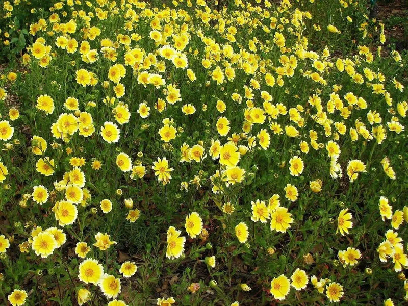Tidy Tips (Layia Platyglossa)  Seeds Great for butterfly and hummingbird gardens! - Caribbean garden seed