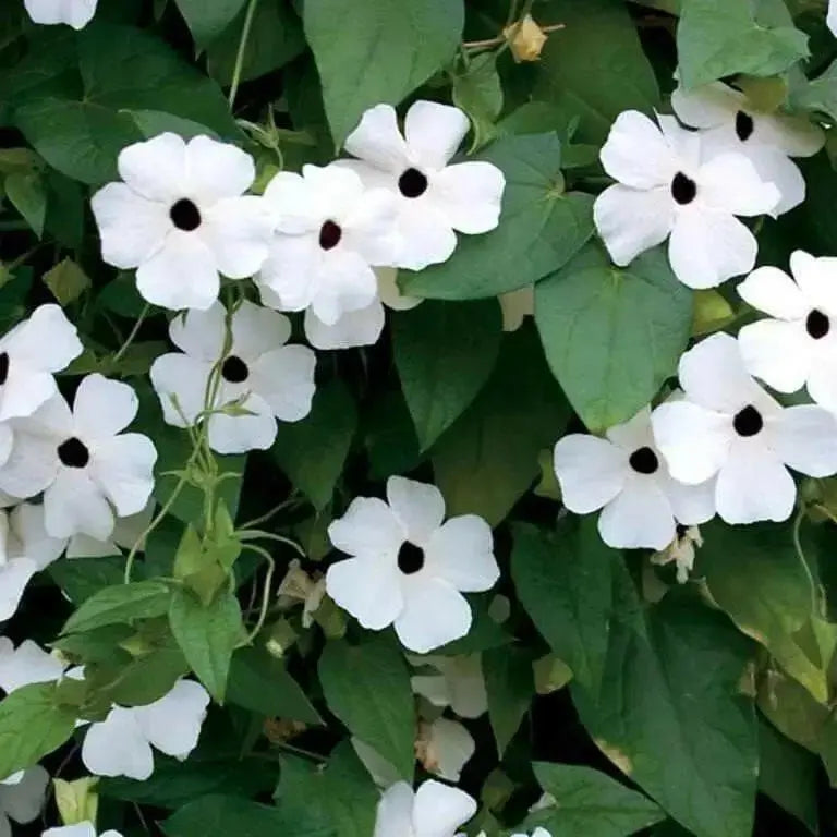 Thunbergia VINE , (LIVE STARTER PLANT) WHITE fLOWERS - Caribbean garden seed