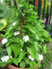 Thunbergia VINE , (LIVE STARTER PLANT) WHITE fLOWERS - Caribbean garden seed