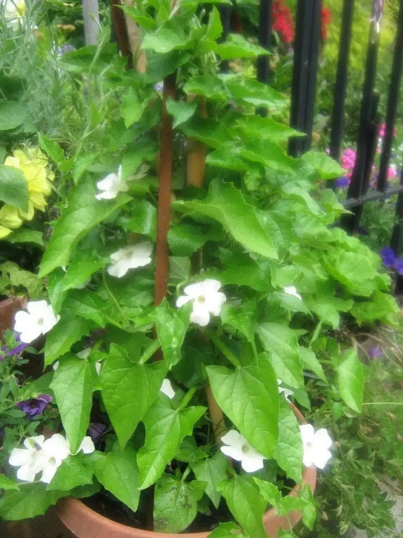 Thunbergia VINE , (LIVE STARTER PLANT) WHITE fLOWERS - Caribbean garden seed