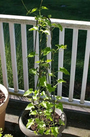 Thunbergia VINE , (LIVE STARTER PLANT) WHITE fLOWERS - Caribbean garden seed