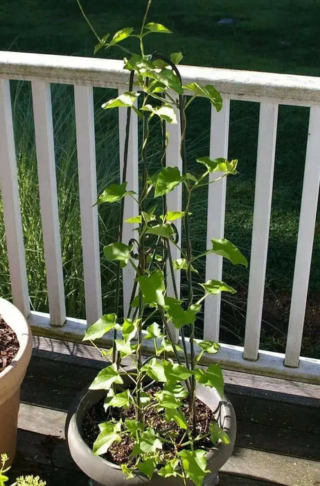 Thunbergia VINE , (LIVE STARTER PLANT) WHITE fLOWERS - Caribbean garden seed