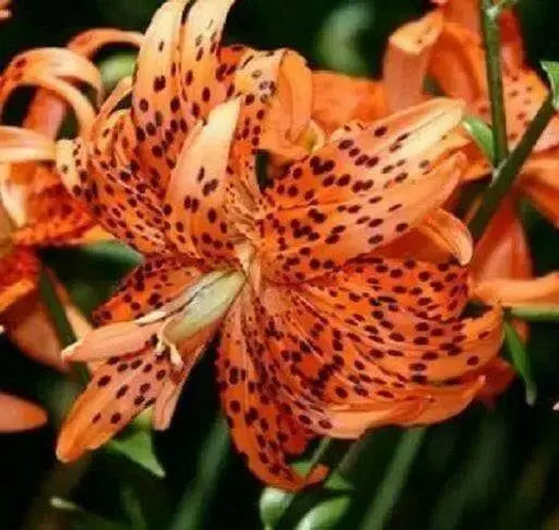 Tiger Lily orange,  (Bag Of 3)  Perennial, - Caribbean garden seed