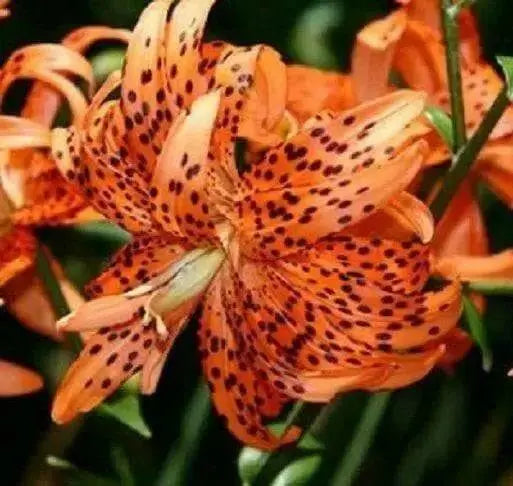 Tiger Lily orange,  (Bag Of 3)  Perennial, - Caribbean garden seed
