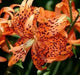 Tiger Lily orange,  (Bag Of 3)  Perennial, - Caribbean garden seed
