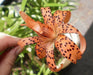 Tiger Lily orange,  (Bag Of 3)  Perennial, - Caribbean garden seed