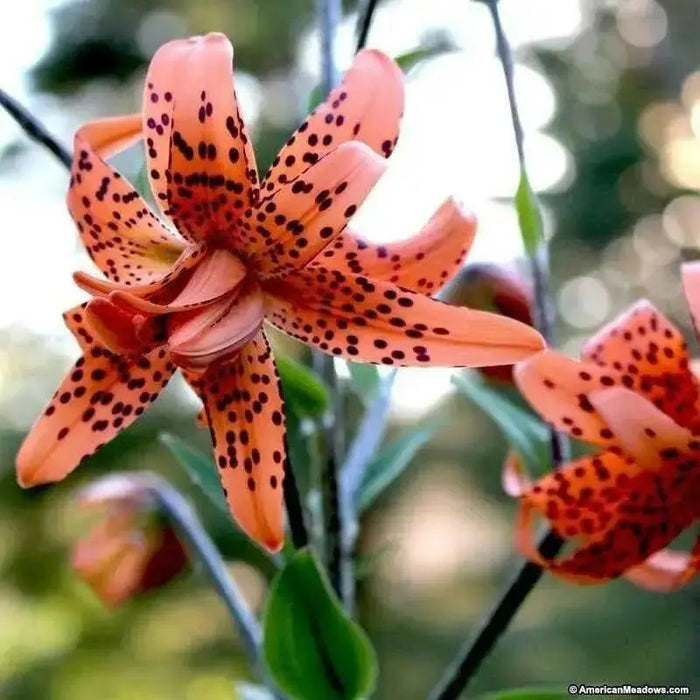 Tiger Lily orange,  (Bag Of 3)  Perennial, - Caribbean garden seed