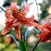 Tiger Lily orange,  (Bag Of 3)  Perennial, - Caribbean garden seed
