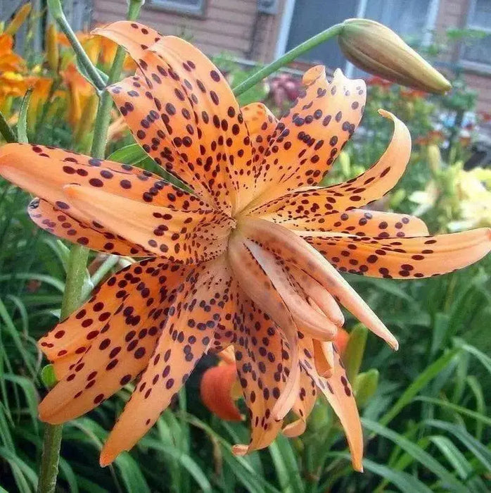 Tiger Lily orange,  (Bag Of 3)  Perennial, - Caribbean garden seed