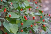 Tiny brilliantly  ,Chile Pequin ,Pepper SEEDS ,Capsicum annuum - Caribbean garden seed