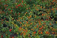 Tiny brilliantly  ,Chile Pequin ,Pepper SEEDS ,Capsicum annuum - Caribbean garden seed