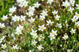 Thyme-Leaved Sandwort Seeds - ARENARIA serpyllifolia - Perennial Ground cover,stone walls, dry bare ground,chalky places. ! - Caribbean garden seed