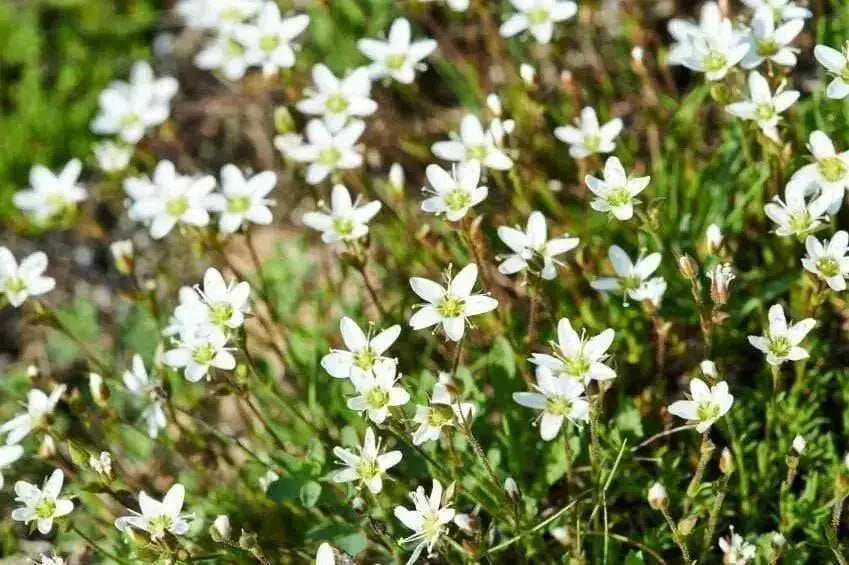 Thyme-Leaved Sandwort Seeds - ARENARIA serpyllifolia - Perennial Ground cover,stone walls, dry bare ground,chalky places. ! - Caribbean garden seed