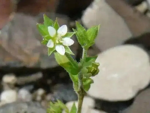 Thyme-Leaved Sandwort Seeds - ARENARIA serpyllifolia - Perennial Ground cover,stone walls, dry bare ground,chalky places. ! - Caribbean garden seed