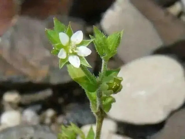 Thyme-Leaved Sandwort Seeds - ARENARIA serpyllifolia - Perennial Ground cover,stone walls, dry bare ground,chalky places. ! - Caribbean garden seed