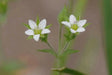 Thyme-Leaved Sandwort Seeds - ARENARIA serpyllifolia - Perennial Ground cover,stone walls, dry bare ground,chalky places. ! - Caribbean garden seed