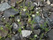 Thyme-Leaved Sandwort Seeds - ARENARIA serpyllifolia - Perennial Ground cover,stone walls, dry bare ground,chalky places. ! - Caribbean garden seed