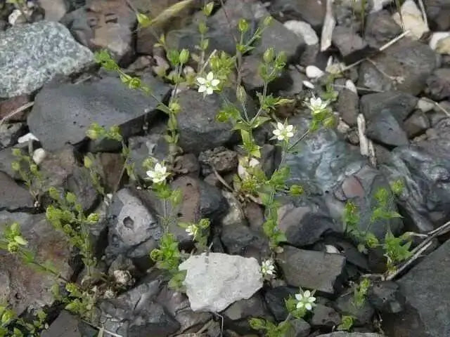 Thyme-Leaved Sandwort Seeds - ARENARIA serpyllifolia - Perennial Ground cover,stone walls, dry bare ground,chalky places. ! - Caribbean garden seed