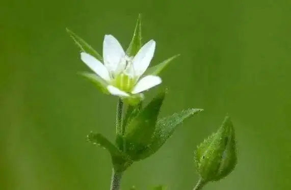 Thyme-Leaved Sandwort Seeds - ARENARIA serpyllifolia - Perennial Ground cover,stone walls, dry bare ground,chalky places. ! - Caribbean garden seed