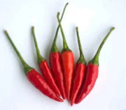 Tien Tsin Chili Peppers, (Capsicum annuum) Asian Vegetable - Caribbean garden seed
