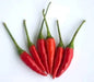 Tien Tsin Chili Peppers, (Capsicum annuum) Asian Vegetable - Caribbean garden seed