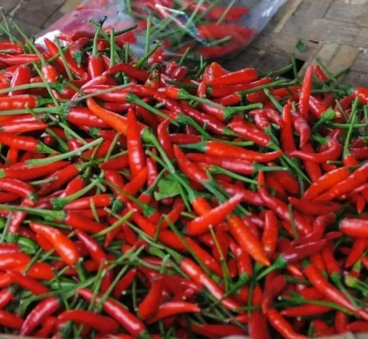 Tien Tsin Chili Peppers, (Capsicum annuum) Asian Vegetable - Caribbean garden seed