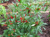 Tien Tsin Chili Peppers, (Capsicum annuum) Asian Vegetable - Caribbean garden seed