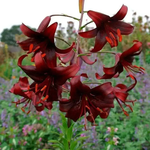 Tiger Lily- Night Flyer, (3 Bulb/Plants) Perennial, Lilium - Caribbean garden seed