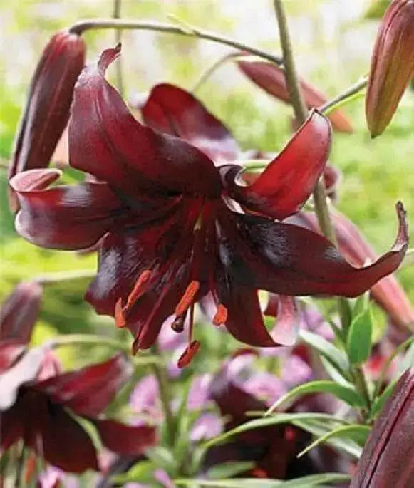 Tiger Lily- Night Flyer, (3 Bulb/Plants) Perennial, Lilium - Caribbean garden seed