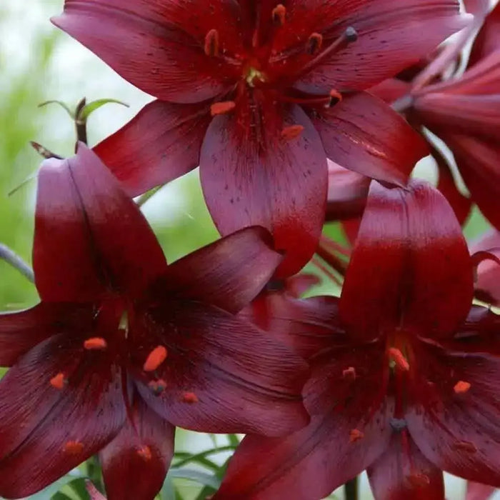 Tiger Lily- Night Flyer, (3 Bulb/Plants) Perennial, Lilium - Caribbean garden seed