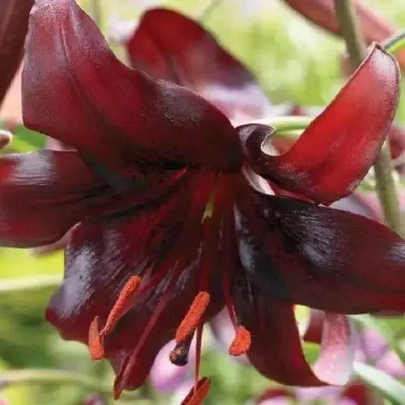 Tiger Lily- Night Flyer, (3 Bulb/Plants) Perennial, Lilium - Caribbean garden seed