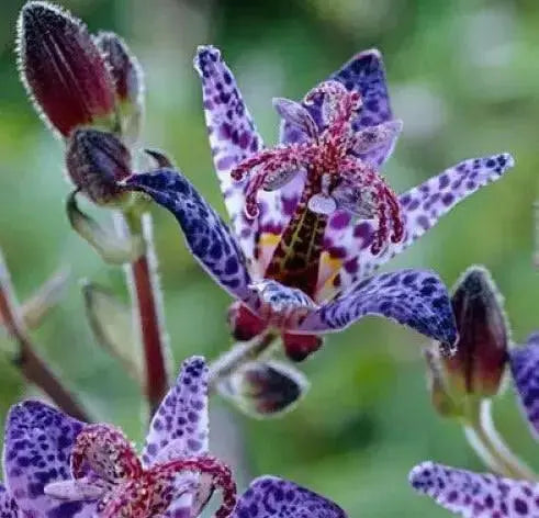 Toad lily 'Blue Wonder'(2 Plants/Root) - Caribbean garden seed