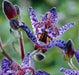 Toad lily 'Blue Wonder'(2 Plants/Root) - Caribbean garden seed