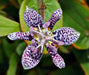 Toad lily 'Blue Wonder'(2 Plants/Root) - Caribbean garden seed