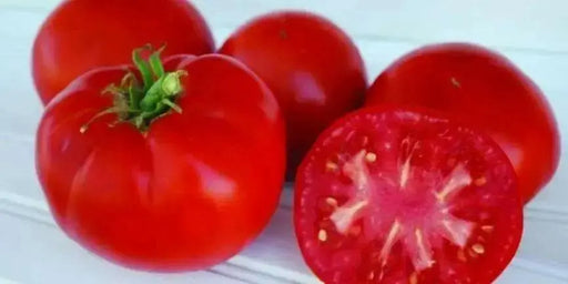 TOMATO Seeds - "Super Sioux "HEIRLOOM  Vegetable - Caribbean garden seed