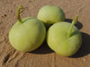 Tinda Gourd Seeds - (Asian Vegetables) Indian Round Melon, - Caribbean garden seed