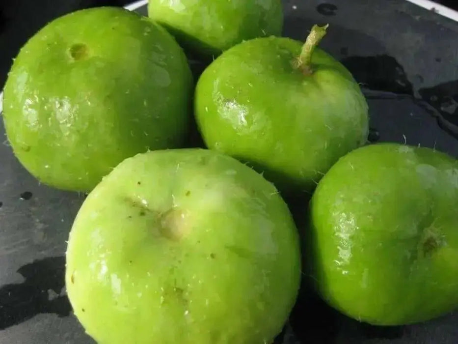 Tinda Gourd Seeds - (Asian Vegetables) Indian Round Melon, - Caribbean garden seed