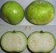Tinda Gourd Seeds - (Asian Vegetables) Indian Round Melon, - Caribbean garden seed
