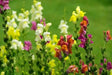 Toadflax Flowers Seeds Northern Lights Mix - Caribbean garden seed