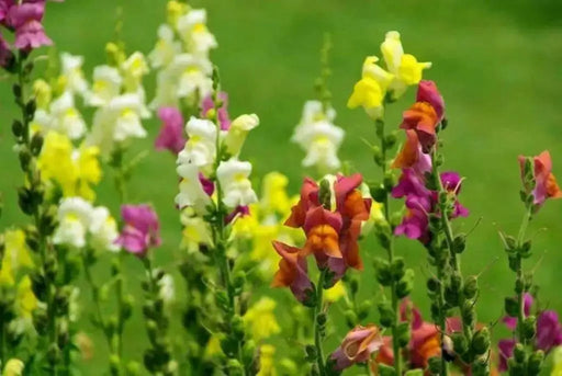 Toadflax Flowers Seeds Northern Lights Mix - Caribbean garden seed