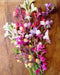 Toadflax Flowers Seeds Northern Lights Mix - Caribbean garden seed