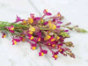 Toadflax Flowers Seeds Northern Lights Mix - Caribbean garden seed