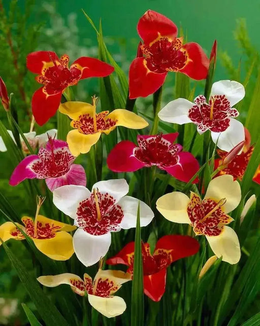 Tiger Flowers Mix-BULBS, BLOOM ALL SUMMER - Caribbean garden seed