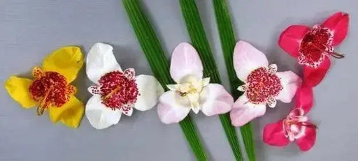 Tiger Flowers Mix-BULBS, BLOOM ALL SUMMER - Caribbean garden seed