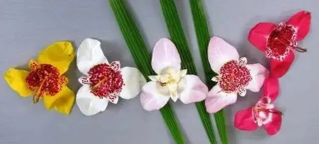 Tiger Flowers Mix-BULBS, BLOOM ALL SUMMER - Caribbean garden seed